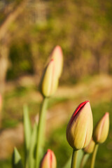 tulipan - obrazy, fototapety, plakaty