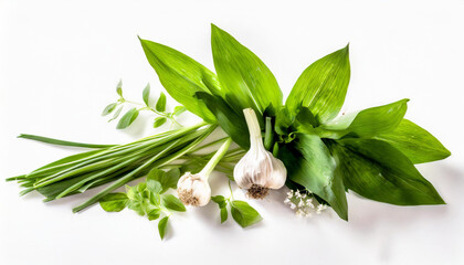 Frischer Bärlauch neben Knoblauchzehen und Blüten, arrangiert als kulinarische Zutaten, Bärlauch, Allium ursinum - obrazy, fototapety, plakaty