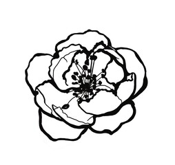 hand drawn doodle of blossom flower