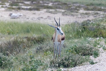 Picture of a springbok with horns in Etosha National Park in Namibia