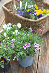 potted  in bloom and a wicker basket filled with flowers and gardening tools on wooden table wet after the rain - 780729600