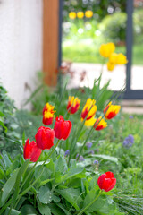 beautiful yellow and red tulips blooming in a garden in front of the bay windows of a veranda - 780729615