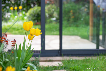 beautiful yellow tulips blooming in a garden in front of the bay windows of a veranda - 780729619