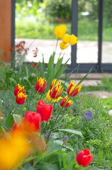 beautiful yellow and red tulips blooming in a garden in front of the bay windows of a veranda