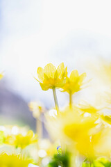 ふんわり黄色い春の花