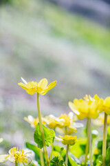 野に咲く春の黄色い花