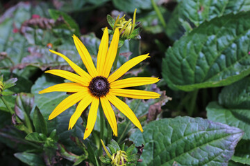 Yellow Rudbeckia coneflower flower in close up