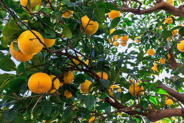 A tree with many oranges hanging from it in Kansai area, Japan - 780732002