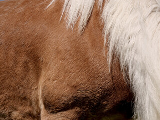 Mane and body hair of a horse
