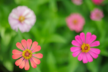Selective focus on a bunch of Zinnia flowers, shallow depth of field - 780732091