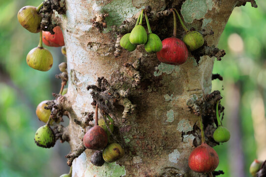 Ficus tree with many green and red fruits growing on the trunk.