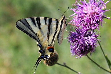 Swallowtail butterfly on a flower