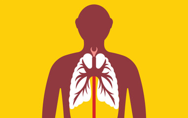 Anatomy of the human respiratory system