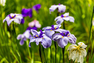 Fototapete bei efototapeten.de bestellen   