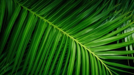 palm leaf texture background. Close-up. 