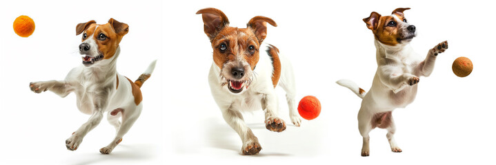Jack Russell Terrier playing fetch on white isolate.