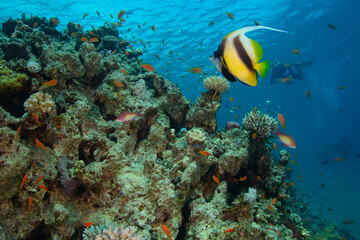 Underwater landscape with a bannerfish and divers in the background