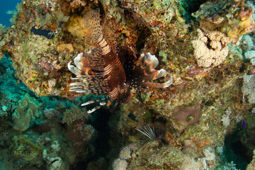 Lionfish on reef rocks in the Red Sea