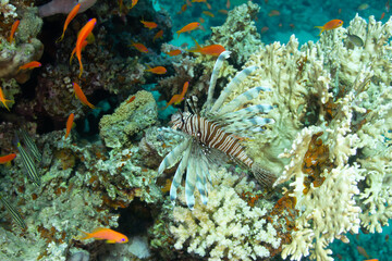 A lionfish hunting among corals