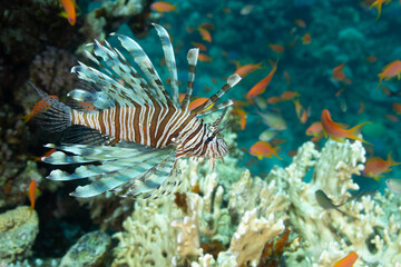 A lionfish hunting among corals