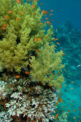Underwater vertical landscape with corals and red fish