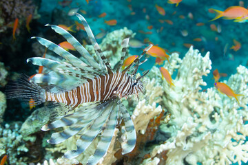 A lionfish hunting among corals