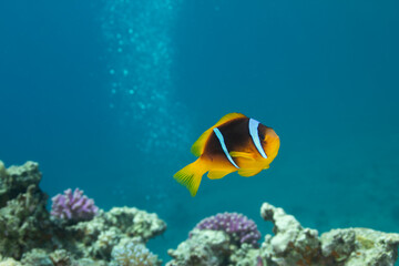 Fototapeta na wymiar Nemo fish against the background of blue water and corals