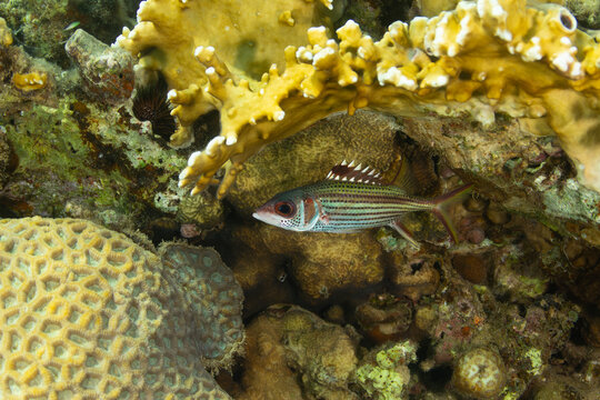 Bloodspot squirrelfish among corals