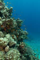 Vertical underwater landscape with coral reef and red fish