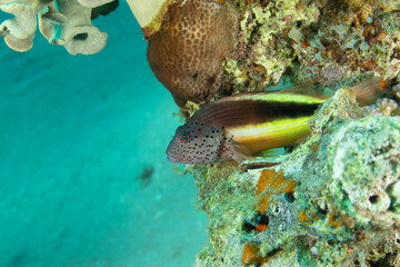Speckled head fish on a coral reef