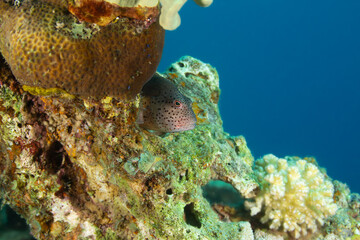 Speckled head fish on a coral reef