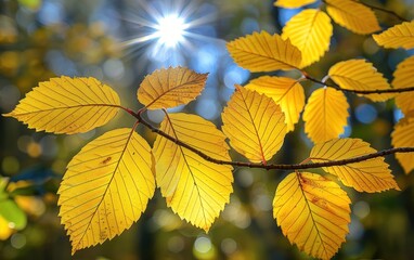 Detailed view of vibrant yellow leaves on a tree
