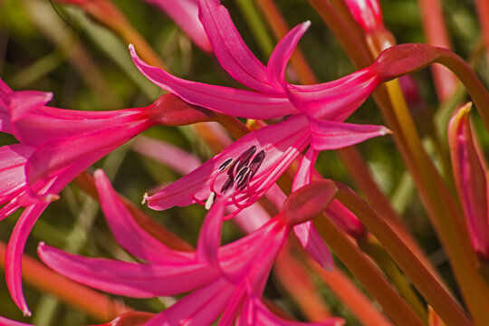 Nerine laticoma flowers 15334