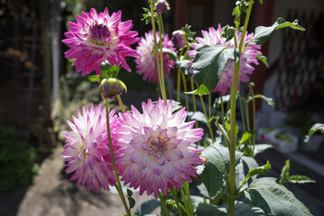 group of pink dahlia flowers, back lighted