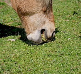 Detail of a horse's muzzle while it eats grass