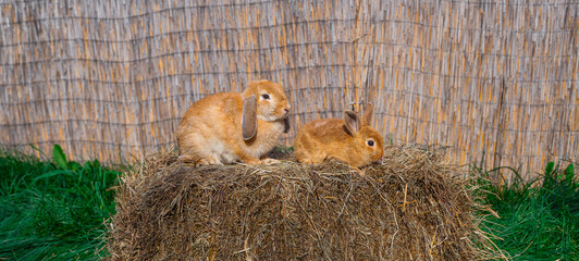 German rams - dwarf rabbits - female rabbit and kid sit on a hay before Easter