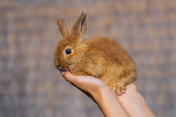 Colored rabbit with a color like a squirrel sitsm on a woman's hand on a sunny day before Easter