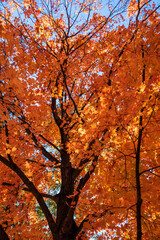 Autumn maple  tree in orange