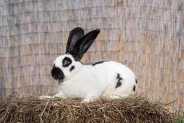 Strokach white with black spots Checkerd Gigantic - large rabbit rabbit sits on a haystack on sunny...