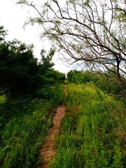 tree, forest, nature, green, landscape, rural, summer, countryside, outdoor
