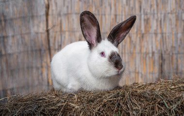 Californian Russian medium sized rabbit sitting on a hay before Easter