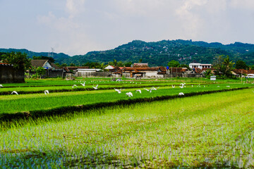 Fototapeta na wymiar landscape with fields