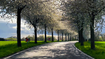 Spring landscape a road among blossoming cherry alley. Germany countryside - 780738682