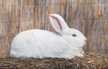 Giant white - large rabbit rabbit sits on a haystack on sunny day before Easter