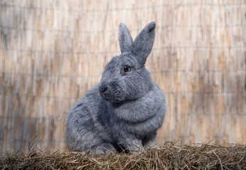 Large Light Silver medium sized rabbit sitting on a hay before Easter