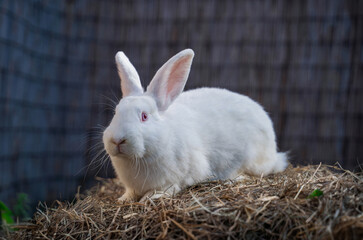Giant white - large rabbit rabbit sits on a haystack on sunny day before Easter