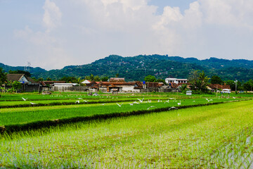 Fototapeta na wymiar rice terraces in island