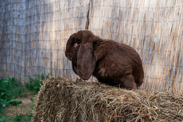 Brown fold ram medium sized rabbit sitting on a hay before Easter