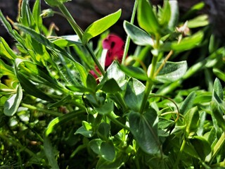 close up of a flower