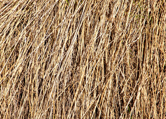Close-up with dry grass lying on the ground. Drought, climate change